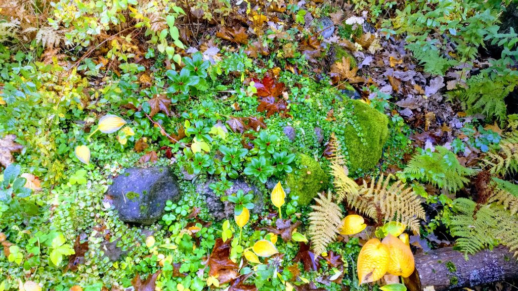 Rakkaudesta elämään