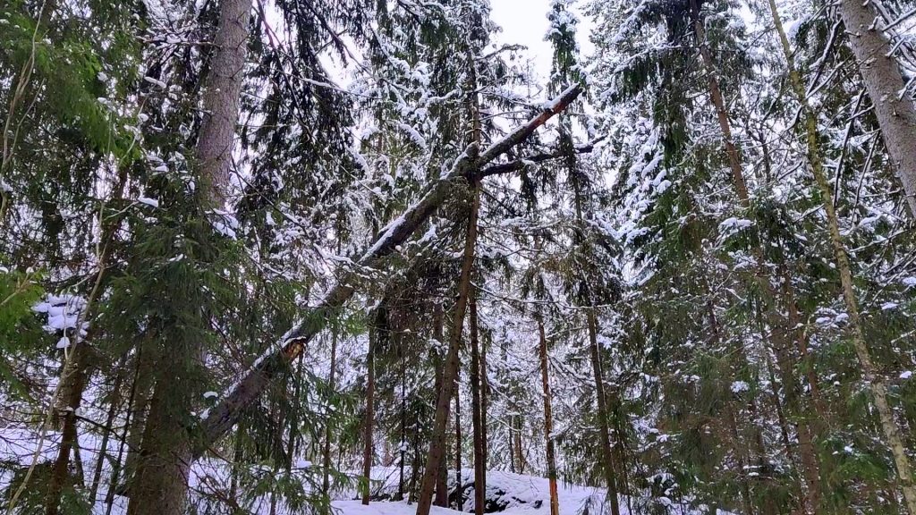 Talvinen metsäretki