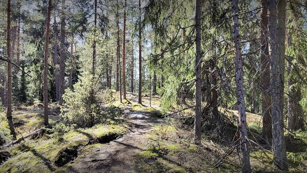 Keväinen polkkuhölkkä